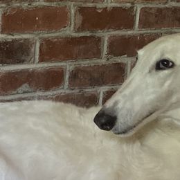 Diana - Borzoi
