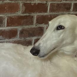 Diana - Borzoi