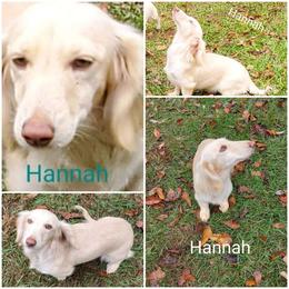 Hannah - Dachshund
