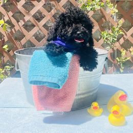 Bambi - Black female Labradoodle puppy in Murray, Utah from Swann's Kennels