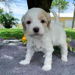 Jasmine - Buff and white female Cockapoo puppy in Bedford, Iowa from Our Father’s Doodles