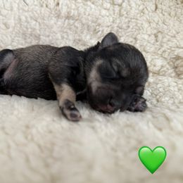 Bitty Jo - Salt and pepper male Miniature Schnauzer puppy in Wheeler, Wisconsin from Sue’s Miniature Schnauzers