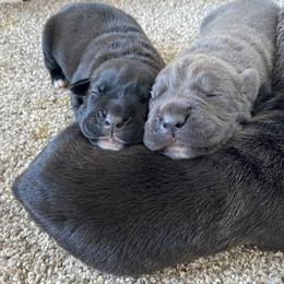 Cane Corso Puppies from Reliance Cane Corso