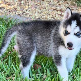 Sailor - Black and white Siberian Husky puppy in California from Lomas Huskies