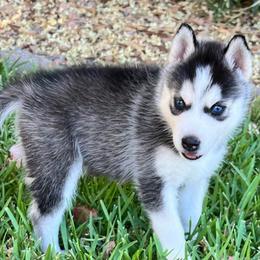 Sailor - Black and white Siberian Husky puppy in California from Lomas Huskies