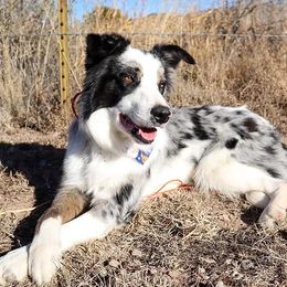 Smoke - Border Collie