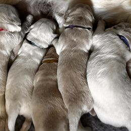 Golden Retriever Puppies from High Desert Goldens, LLC