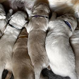 Golden Retriever Puppies from High Desert Goldens, LLC