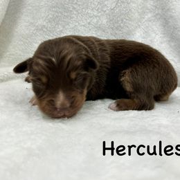 Boy 1 - Red tri male Miniature Australian Shepherd puppy in Roseville, California from Golden State Mini Aussies