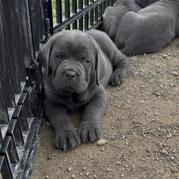 Cane Corso Puppies from Venom Cane Corsos