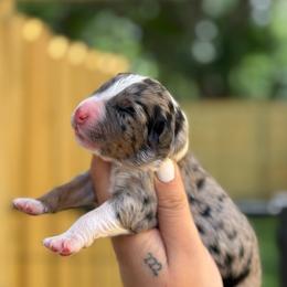 Zara - Blue merle female Australian Shepherd puppy in Polk City, Florida from Skaky Shepherds