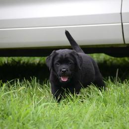 Spinner - Black female Labrador Retriever puppy in Lenoir, North Carolina from Wooten Retrievers