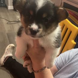 Sonic - Black and tan male Pembroke Welsh Corgi puppy in Lavon, Texas from Living Simply with Corgi's