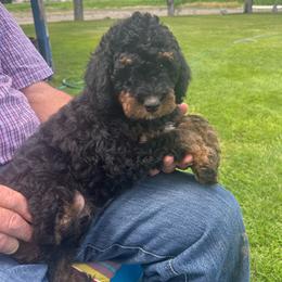 Scout - Phantom male Bernedoodle puppy in Cody, Wyoming from Yellowstone Breeders