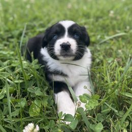 Coal - Black tri male Miniature Australian Shepherd puppy in Stuart, Virginia from Apple Tree Mini Aussies