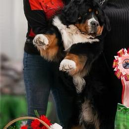 Vijay - Bernese Mountain Dog