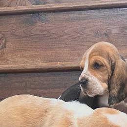 Girl 1 - Black white and tan female Basset Hound puppy in Gerber, California from In The Zone Dog Training and Breeding