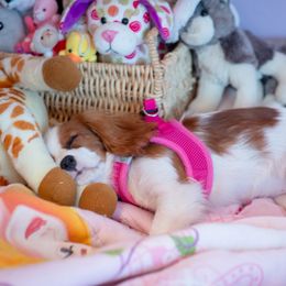 Cavachon Puppies from Liberty Pups