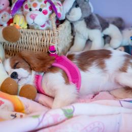 Cavachon Puppies from Liberty Pups