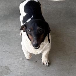 Poppy - Blue and tan female Dachshund puppy in Joshua Tree, California from Desert Dreams Ranch