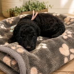 Joy - Black female Goldendoodle puppy in Portland, Tennessee from Happy_Tails_by_TJ