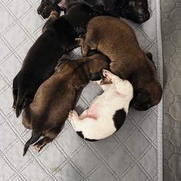 Dachshund puppies from Kismet Doxies