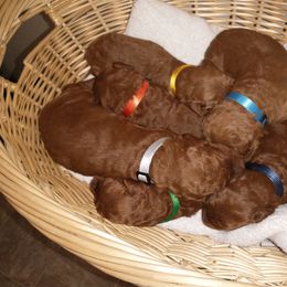 Poodle Puppies from R-Family Red Standard Poodles