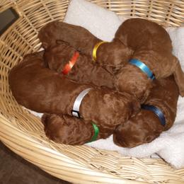 Poodle Puppies from R-Family Red Standard Poodles