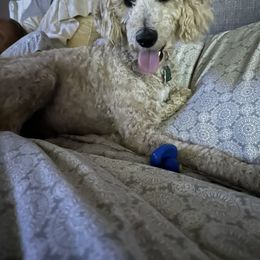 Aussiedoodle All Grown Up from Arrington’s Aussiedoodles