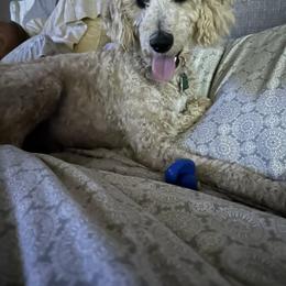 Aussiedoodle All Grown Up from Arrington’s Aussiedoodles