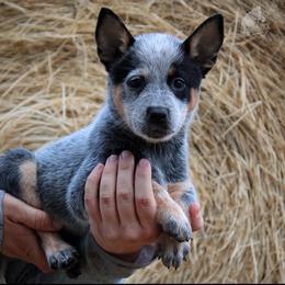 - Girl 2 - Blue female Australian Cattle Dog puppy in Kaufman, Texas from Emberwick Ranch