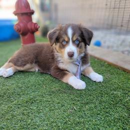 Ryker - Red tri male Miniature Australian Shepherd puppy in Middleburg, Florida from Tails End Ranch