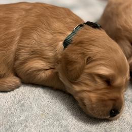 Golden Retriever Puppies from Golden Bunns Retrievers
