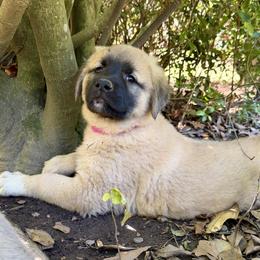 Anatolian Shepherd Dog Puppies from Carolina Landstock
