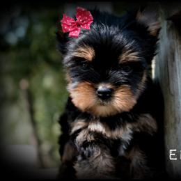 Yorkshire Terrier Puppies from Danielle's Yorkie Babies
