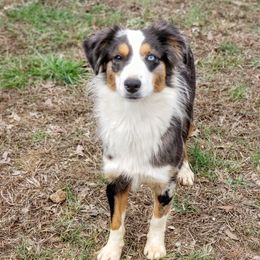 Wilkers Wholehearted Poppy - TBD