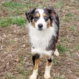 Wilkers Wholehearted Poppy - TBD