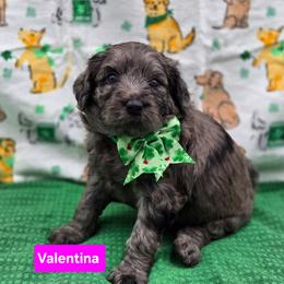 Valentina - Blue merle female Bernedoodle puppy in Summerville, South Carolina from Channys Doodles