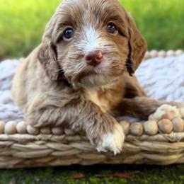 Black - Red male Australian Labradoodle puppy in Auburn, Washington from West Valley Labradoodles