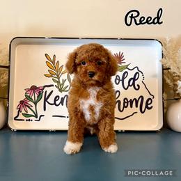 Reed - Red  male Poodle puppy in Morehead, Kentucky from Paw Perfect Pets