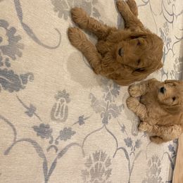Goldendoodle Puppies from Dapper Doodles of Tennessee