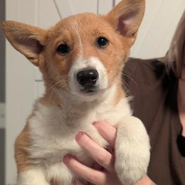 Lupin - Red male Pembroke Welsh Corgi puppy in Mount Vernon, Ohio from Rose Water Corgis in Ohio