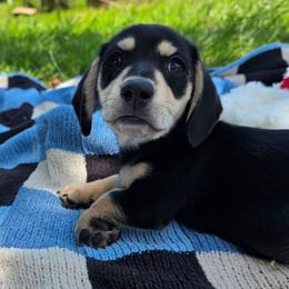 Ross 2500 - Black and cream male Dachshund puppy in Lexington, Oklahoma from Long Doggy Acres Miniature Dachshunds