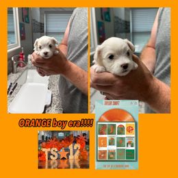 Maltese Puppies from Meyer Maltese Puppies - Deltona, FL