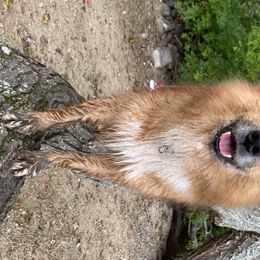 Andi - Icelandic Sheepdog
