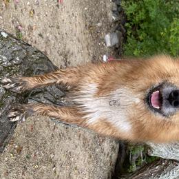 Andi - Icelandic Sheepdog
