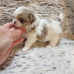 Lilac Spotted on white - Chocolate blue male Chihuahua puppy in Richmond, Virginia from Breens