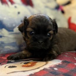 AKC Cupcake - Sable female Shih Tzu puppy in Paintsville, Kentucky from Molly B's ShihTzus
