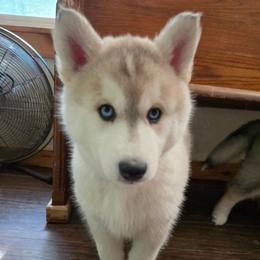 1 Purple - Gray and white female Siberian Husky puppy in Dane, Wisconsin from Sunny Hurricane Siberians