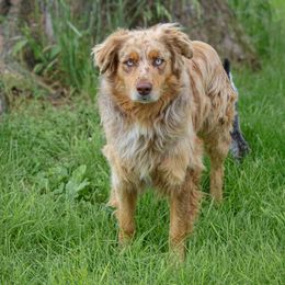 Australian Shepherd Puppies from Westrip Angus & Aussies